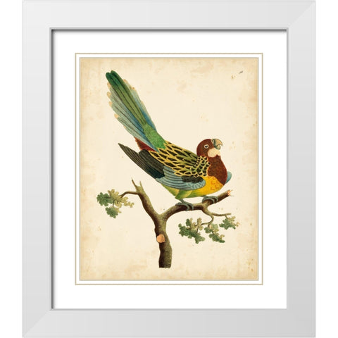 Nodder Tropical Bird II White Modern Wood Framed Art Print with Double Matting by Nodder, Frederick P.