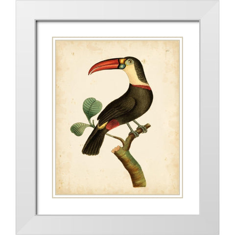 Nodder Tropical Bird III White Modern Wood Framed Art Print with Double Matting by Nodder, Frederick P.