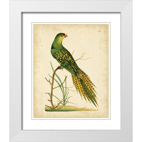 Nodder Tropical Bird IV White Modern Wood Framed Art Print with Double Matting by Nodder, Frederick P.