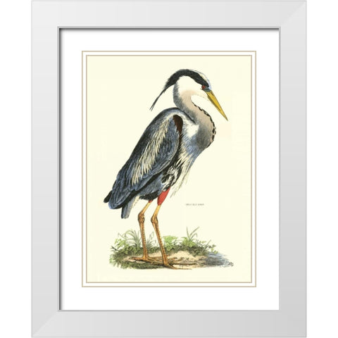 Great Blue Heron White Modern Wood Framed Art Print with Double Matting by Selby, John