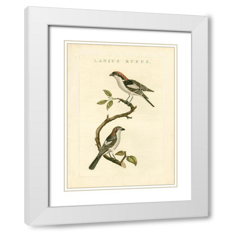 Nozeman Birds I White Modern Wood Framed Art Print with Double Matting by Nozeman