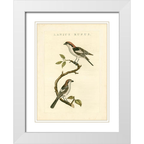 Nozeman Birds I White Modern Wood Framed Art Print with Double Matting by Nozeman