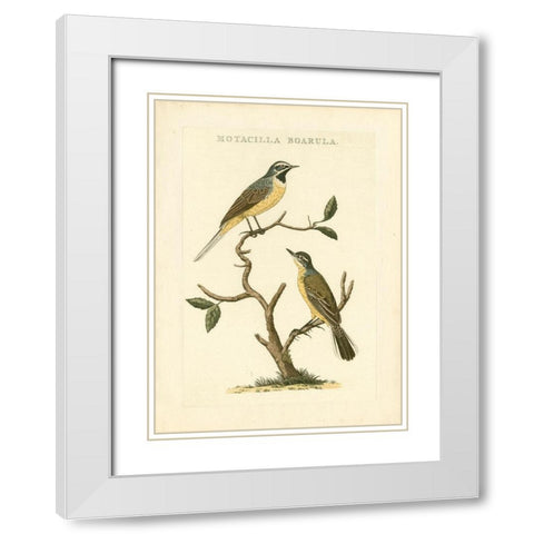 Nozeman Birds III White Modern Wood Framed Art Print with Double Matting by Nozeman
