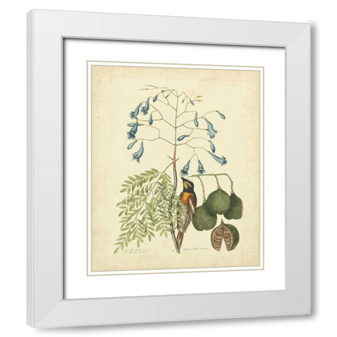 Catesby Bird and Botanical II White Modern Wood Framed Art Print with Double Matting by Catesby, Mark