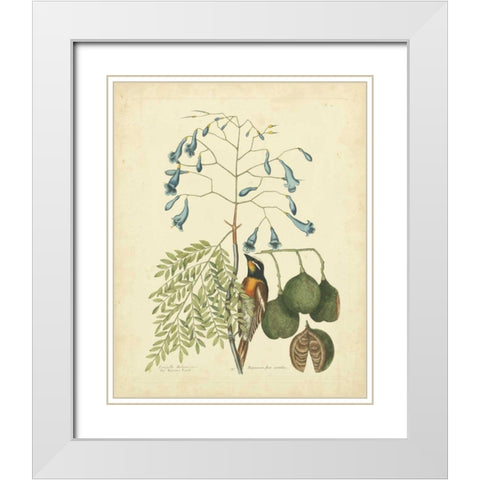 Catesby Bird and Botanical II White Modern Wood Framed Art Print with Double Matting by Catesby, Mark