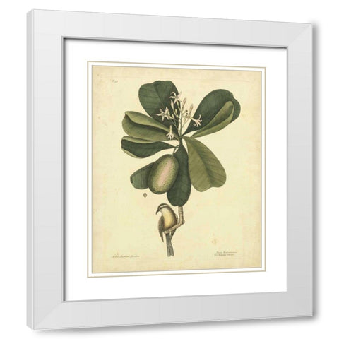 Catesby Bird and Botanical III White Modern Wood Framed Art Print with Double Matting by Catesby, Mark
