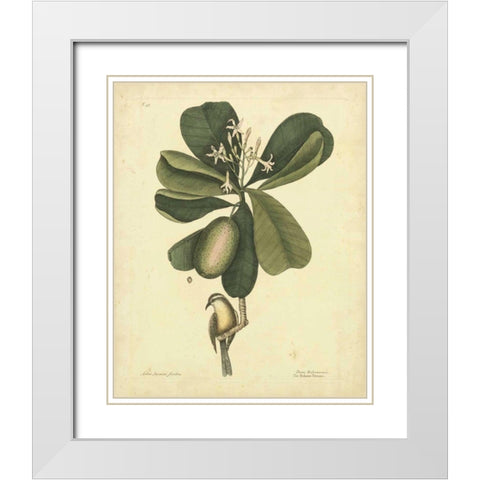 Catesby Bird and Botanical III White Modern Wood Framed Art Print with Double Matting by Catesby, Mark