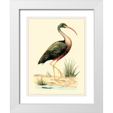 Water Birds I White Modern Wood Framed Art Print with Double Matting by Meyer, H.L.