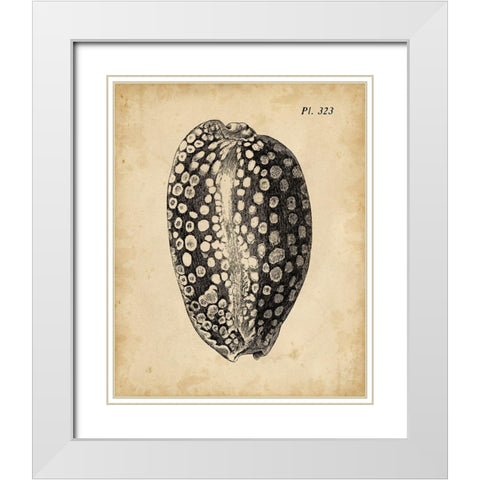 Vintage Diderot Shell II White Modern Wood Framed Art Print with Double Matting by Vision Studio