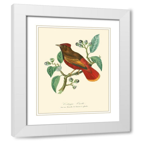 Nature Jardin II White Modern Wood Framed Art Print with Double Matting by Curmer, L.