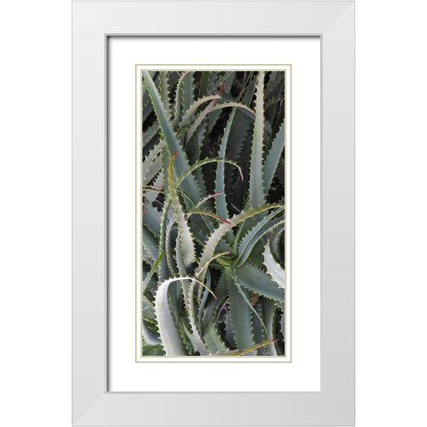 Prickly Cactus White Modern Wood Framed Art Print with Double Matting by Perry, Rachel