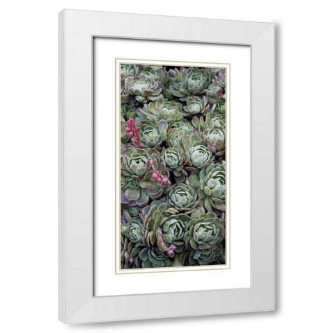 Ice Plant Clovers White Modern Wood Framed Art Print with Double Matting by Perry, Rachel