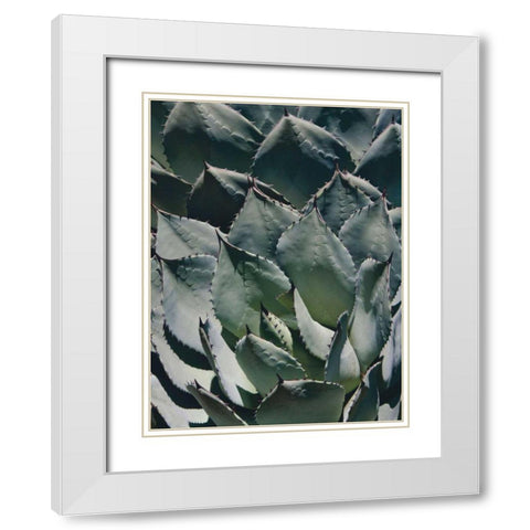 Agave I White Modern Wood Framed Art Print with Double Matting by Perry, Rachel