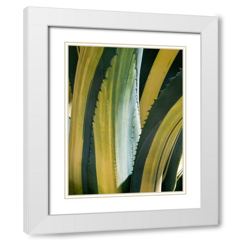 Variegated Agave I White Modern Wood Framed Art Print with Double Matting by Perry, Rachel