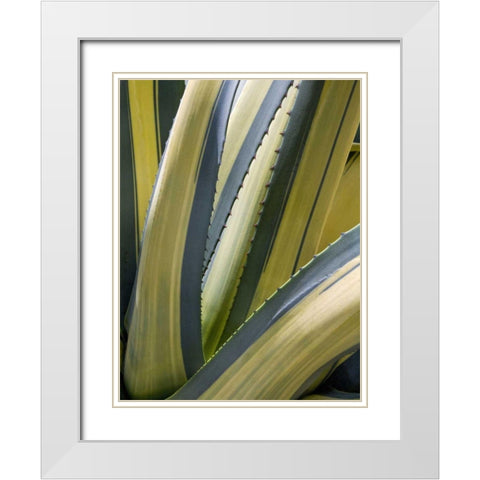 Variegated Agave II White Modern Wood Framed Art Print with Double Matting by Perry, Rachel