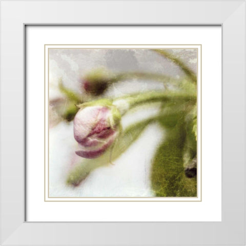 Apple Blossom III White Modern Wood Framed Art Print with Double Matting by Open Journey