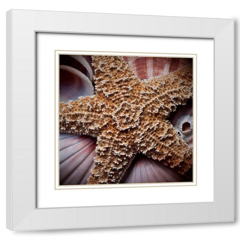 Macro Shells I White Modern Wood Framed Art Print with Double Matting by Perry, Rachel