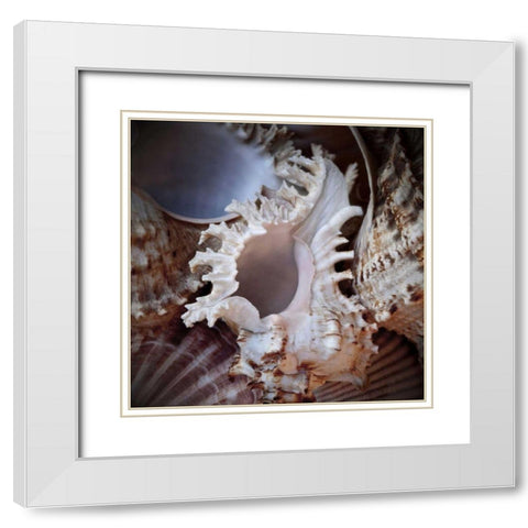 Macro Shells II White Modern Wood Framed Art Print with Double Matting by Perry, Rachel