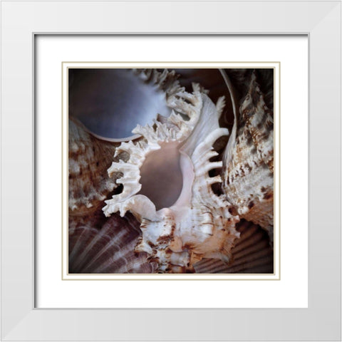 Macro Shells II White Modern Wood Framed Art Print with Double Matting by Perry, Rachel