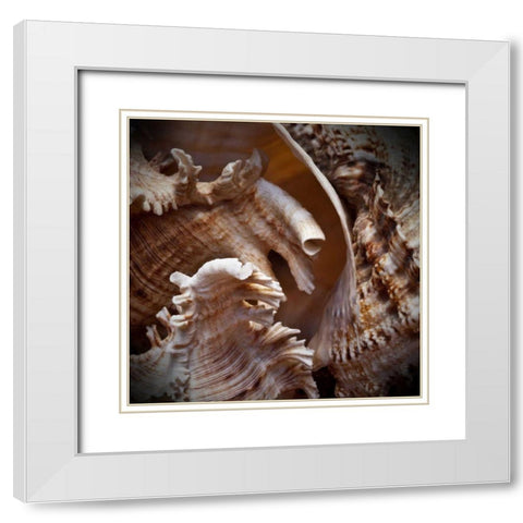 Macro Shells IV White Modern Wood Framed Art Print with Double Matting by Perry, Rachel