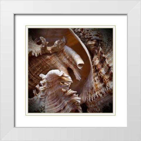 Macro Shells IV White Modern Wood Framed Art Print with Double Matting by Perry, Rachel