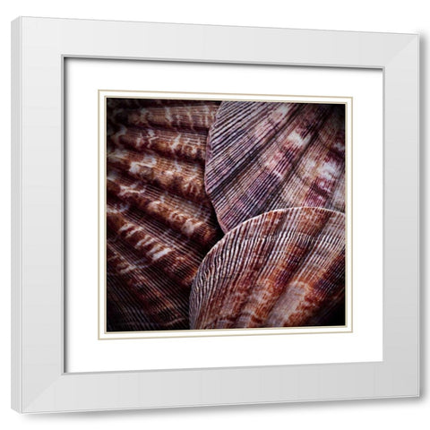 Macro Shells V White Modern Wood Framed Art Print with Double Matting by Perry, Rachel