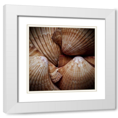Macro Shells VI White Modern Wood Framed Art Print with Double Matting by Perry, Rachel