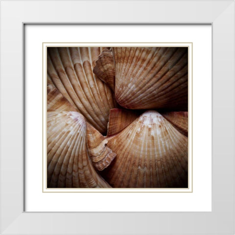 Macro Shells VI White Modern Wood Framed Art Print with Double Matting by Perry, Rachel