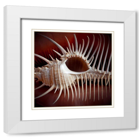 Macro Shells VIII White Modern Wood Framed Art Print with Double Matting by Perry, Rachel