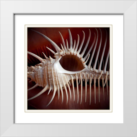 Macro Shells VIII White Modern Wood Framed Art Print with Double Matting by Perry, Rachel