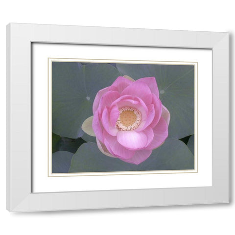 Blushing Lotus I White Modern Wood Framed Art Print with Double Matting by Christensen, Jim