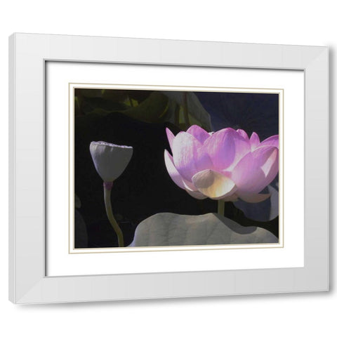 Blushing Lotus III White Modern Wood Framed Art Print with Double Matting by Christensen, Jim