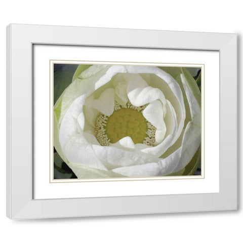 Delicate Lotus I White Modern Wood Framed Art Print with Double Matting by Christensen, Jim