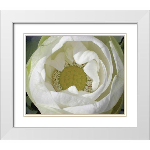 Delicate Lotus I White Modern Wood Framed Art Print with Double Matting by Christensen, Jim
