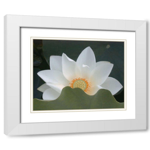 Delicate Lotus III White Modern Wood Framed Art Print with Double Matting by Christensen, Jim