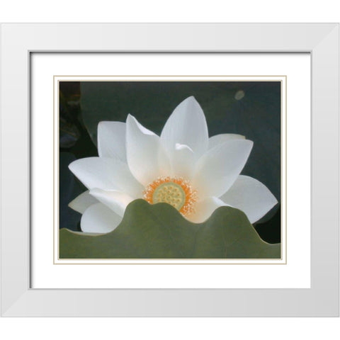Delicate Lotus III White Modern Wood Framed Art Print with Double Matting by Christensen, Jim