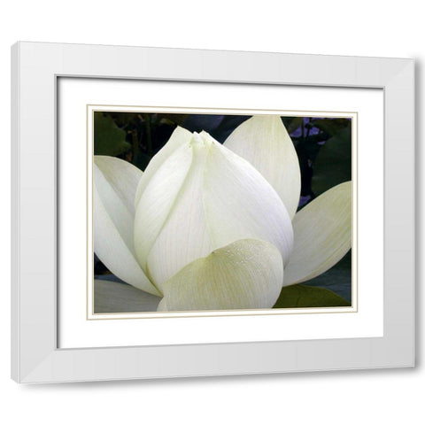 Delicate Lotus IV White Modern Wood Framed Art Print with Double Matting by Christensen, Jim