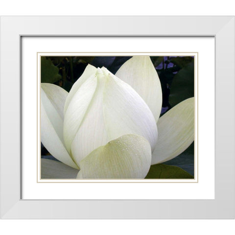 Delicate Lotus IV White Modern Wood Framed Art Print with Double Matting by Christensen, Jim