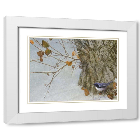 Late Snow Warbler White Modern Wood Framed Art Print with Double Matting by Vest, Chris
