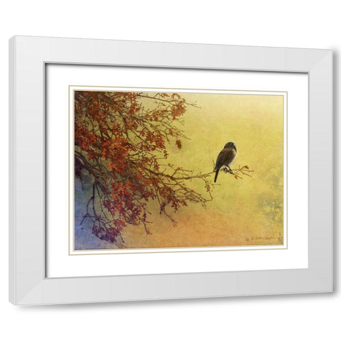Custom Snow Oak Junco (ASH) White Modern Wood Framed Art Print with Double Matting by Vest, Chris