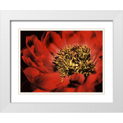 Red Peony I White Modern Wood Framed Art Print with Double Matting by Zalewski, Christine