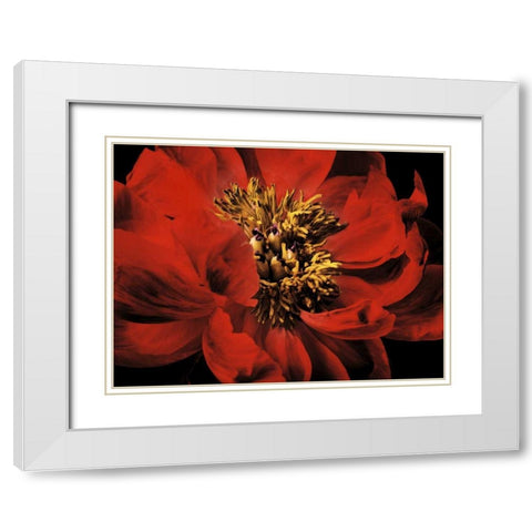 Red Peony II White Modern Wood Framed Art Print with Double Matting by Zalewski, Christine