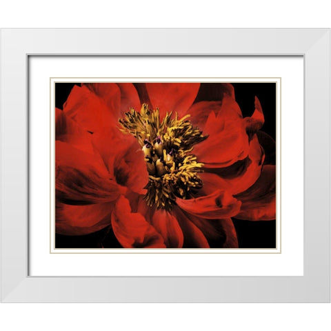 Red Peony II White Modern Wood Framed Art Print with Double Matting by Zalewski, Christine