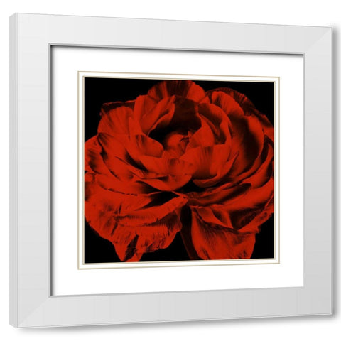 Red Ranunculus White Modern Wood Framed Art Print with Double Matting by Zalewski, Christine