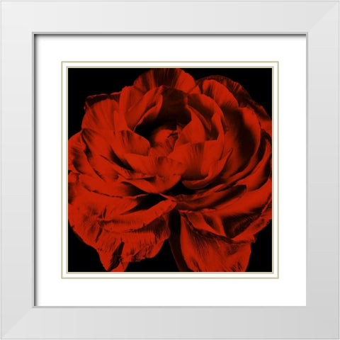 Red Ranunculus White Modern Wood Framed Art Print with Double Matting by Zalewski, Christine