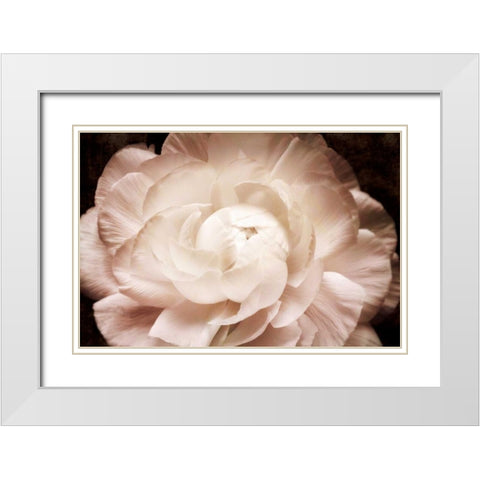 Elegant Ranunculus I White Modern Wood Framed Art Print with Double Matting by Zalewski, Christine