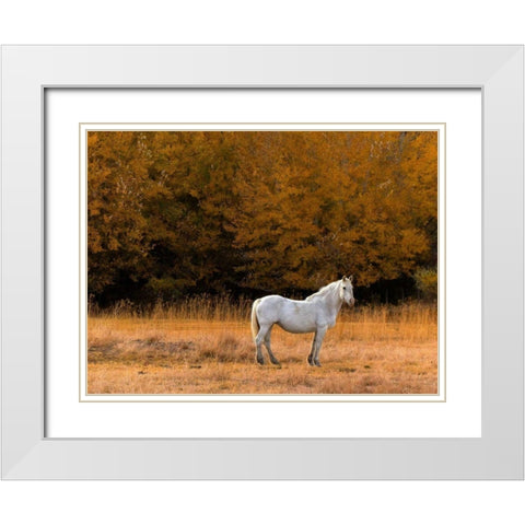 White Horse White Modern Wood Framed Art Print with Double Matting by Chester, Colby
