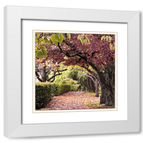 Arch of Trees White Modern Wood Framed Art Print with Double Matting by Chester, Colby