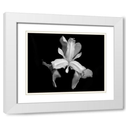 Poetry V White Modern Wood Framed Art Print with Double Matting by Ling, Tang