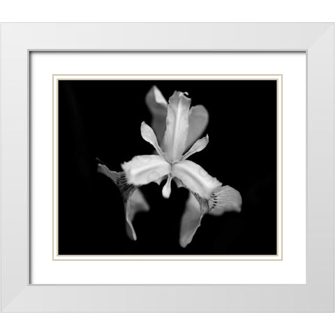 Poetry V White Modern Wood Framed Art Print with Double Matting by Ling, Tang